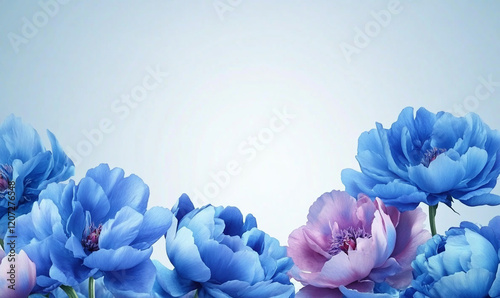 Bright blue terry peonies in the air along the lower border of the banner in honor of International Women's Day, March 8 concept