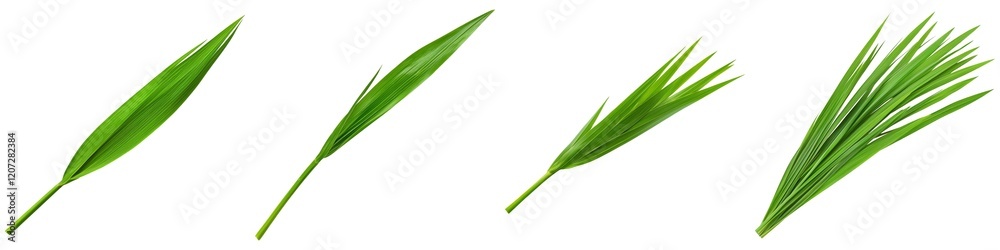 A series of green leaves showcasing different shapes and sizes, highlighting their natural beauty and variety. A series of green leaves showcasing different shapes and sizes, highlighting their natural beauty and variety.