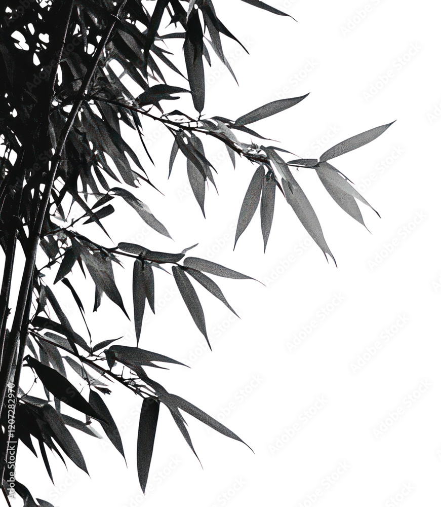 Fototapeta premium PNG A bamboo tree illustration leaves white.