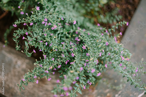 Purple Flower Bush photo