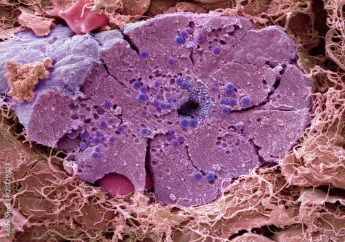 Pancreas, SEM