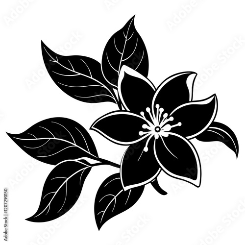 jasmine  flower isolated