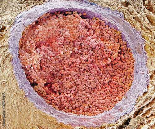 Artery, SEM