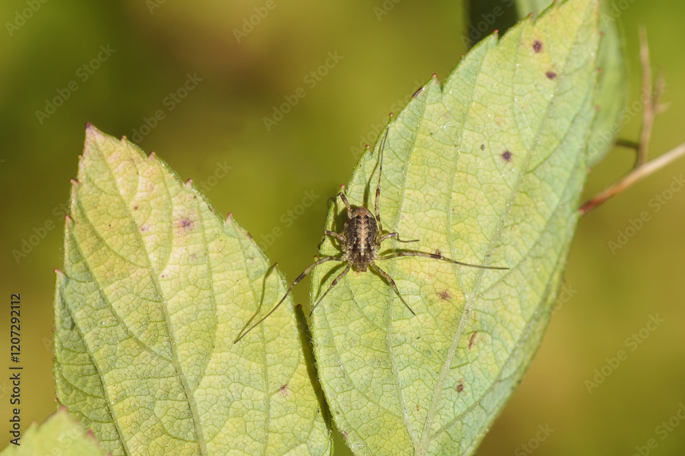 Paroligolophus agrestis. Family Phalangiidae. A harvestman with short legs. On a leaf. Dutch garden, summer, August Paroligolophus agrestis. Family Phalangiidae. A harvestman with short legs. On a leaf. Dutch garden, summer, August