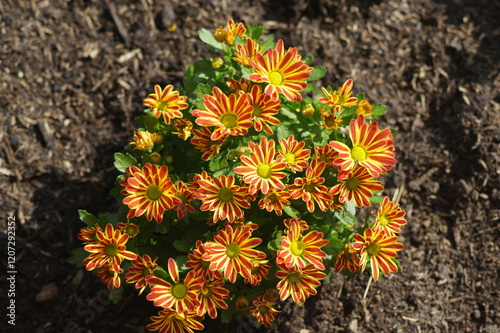 Winter Aster, Chrysanthemum, Chrysanthemum Swifty, Yellow Red Striped is a very beautiful perennial flowering shrub