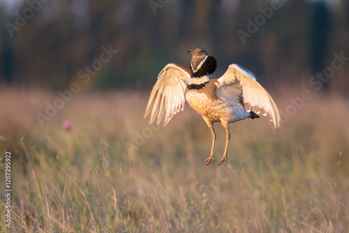 Foto During the breeding season, the attraction display of the male Little bustard is a spectacular one
