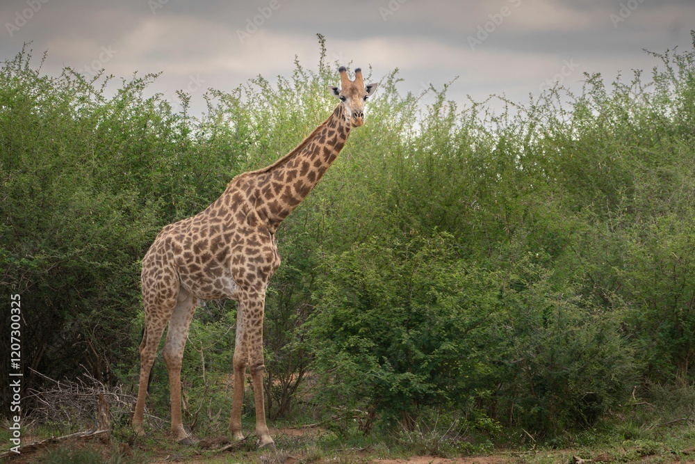 Giraffe standing amidst lush green bushes in a natural habitat under an overcast sky Giraffe standing amidst lush green bushes in a natural habitat under an overcast sky