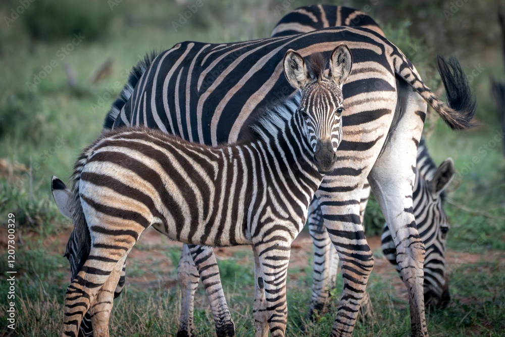 Naklejka premium Close-up of a zebra foal standing beside its mother in a grassy savannah landscape.