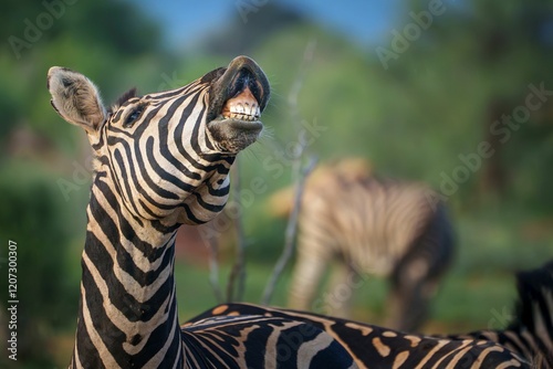 Zebra showing its teeth in a playful manner, set against a blurred green background photo