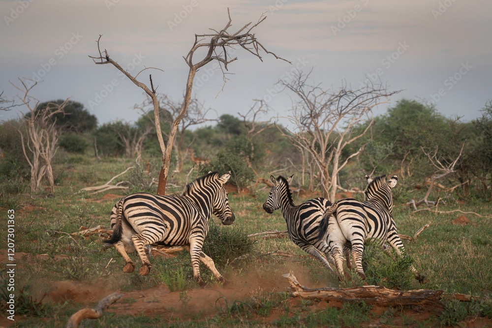 Obraz premium Three zebras running in the African savannah with sparse trees and green grass under a cloudy sky.