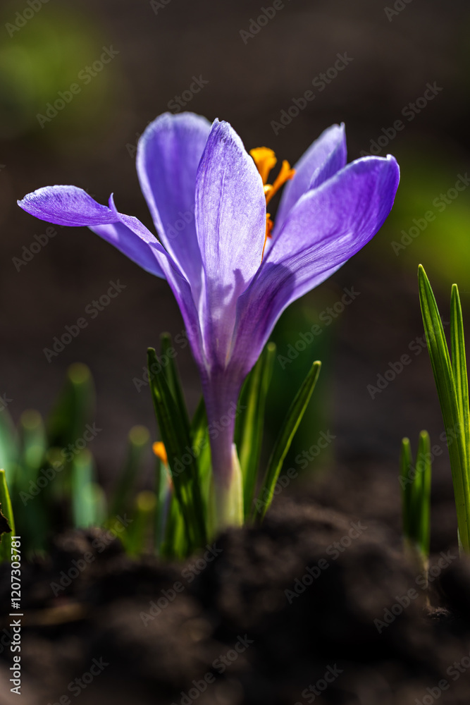 Spring nature, landscape. Bloom flower crocus or saffron. Spring nature, landscape. Bloom flower crocus or saffron.