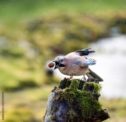 Eichelhäher (Garrulus glandarius) photo