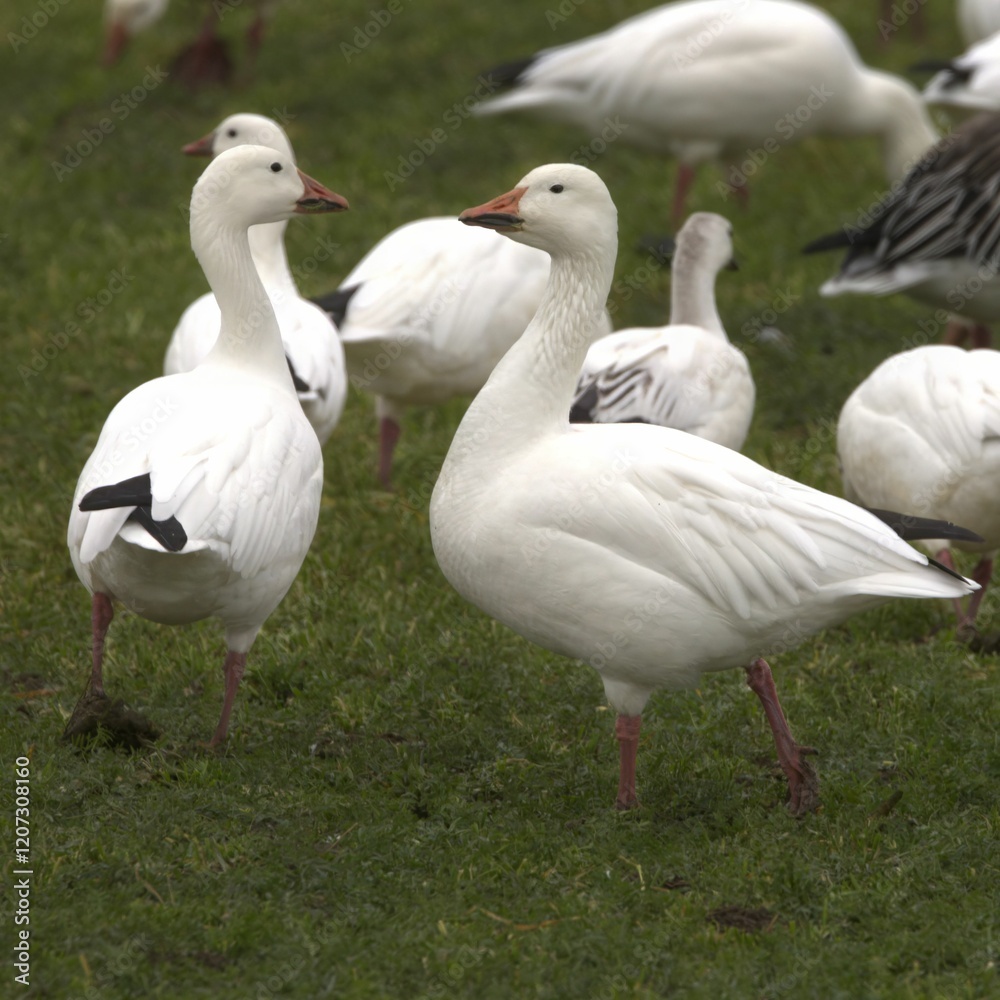 Snow geese foraging on a green field. Snow geese foraging on a green field.