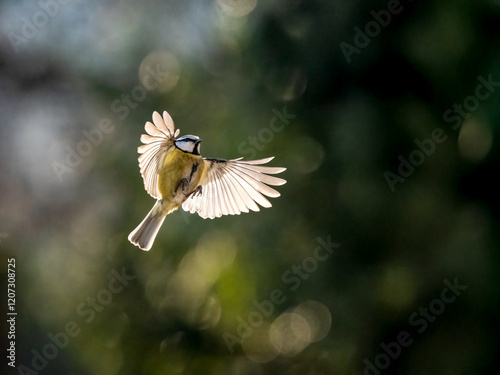 Blaumeise (Cyanistes caeruleu) photo