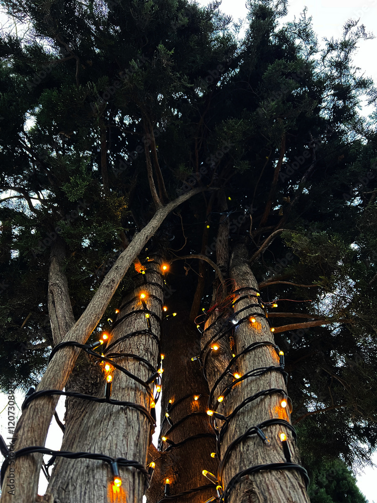 Fototapeta premium A group of thuja trees wrapped with glowing warm-yellow string lights
