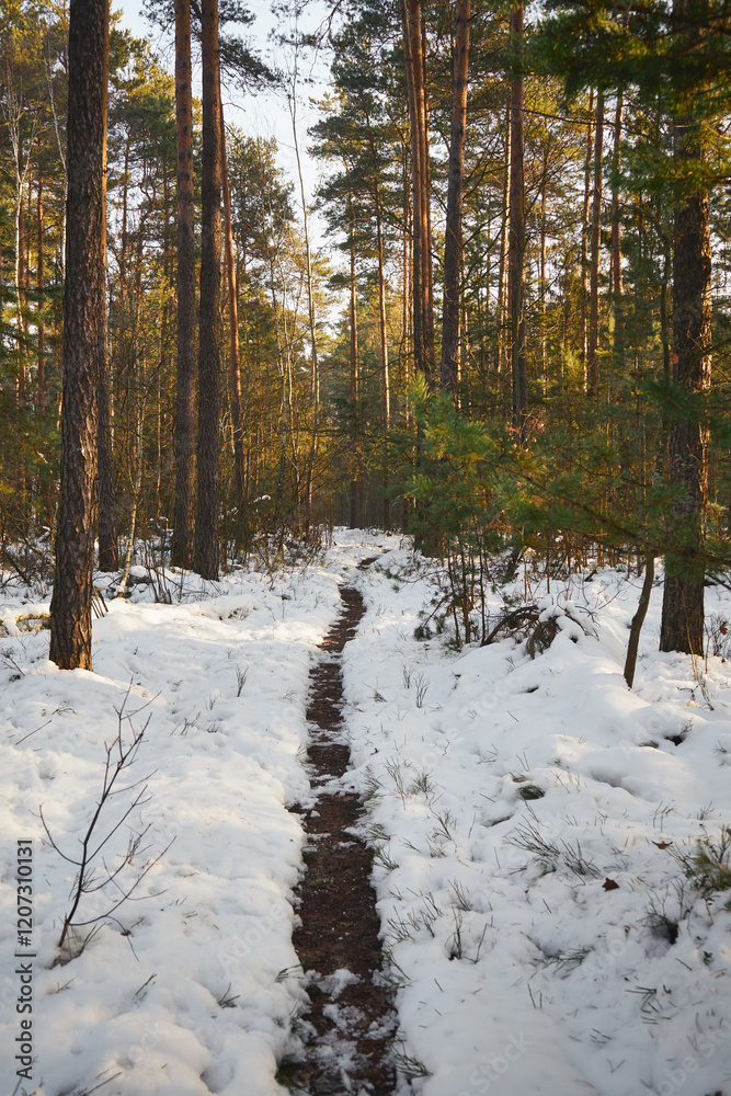 Fototapeta premium zima,leśna ścieżka 