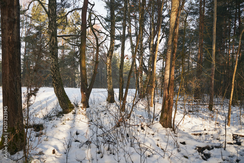 Fototapeta Naklejka Na Ścianę i Meble -  zima,drzewa,łąka