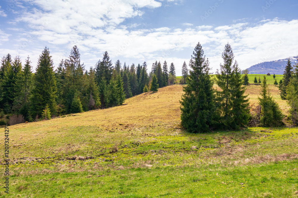 mountain landscape with forest in spring. beautiful view of travel destination. trees in the green valley on a sunny day. beautiful nature background. remote place in carpathian alps mountain landscape with forest in spring. beautiful view of travel destination. trees in the green valley on a sunny day. beautiful nature background. remote place in carpathian alps