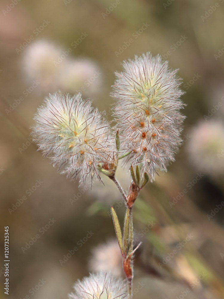 Obraz premium Trifolium arvense, commonly known as the hare's-foot clover, rabbitfoot clover or stone clover, wild flowering plant from Finland