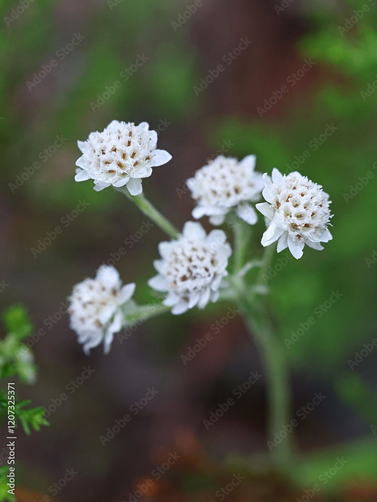 Mountain Everlasting, Antennaria dioica, also known as Catsfoot, Cat’s-foot or Cudweed, white male flowers Mountain Everlasting, Antennaria dioica, also known as Catsfoot, Cat’s-foot or Cudweed, white male flowers