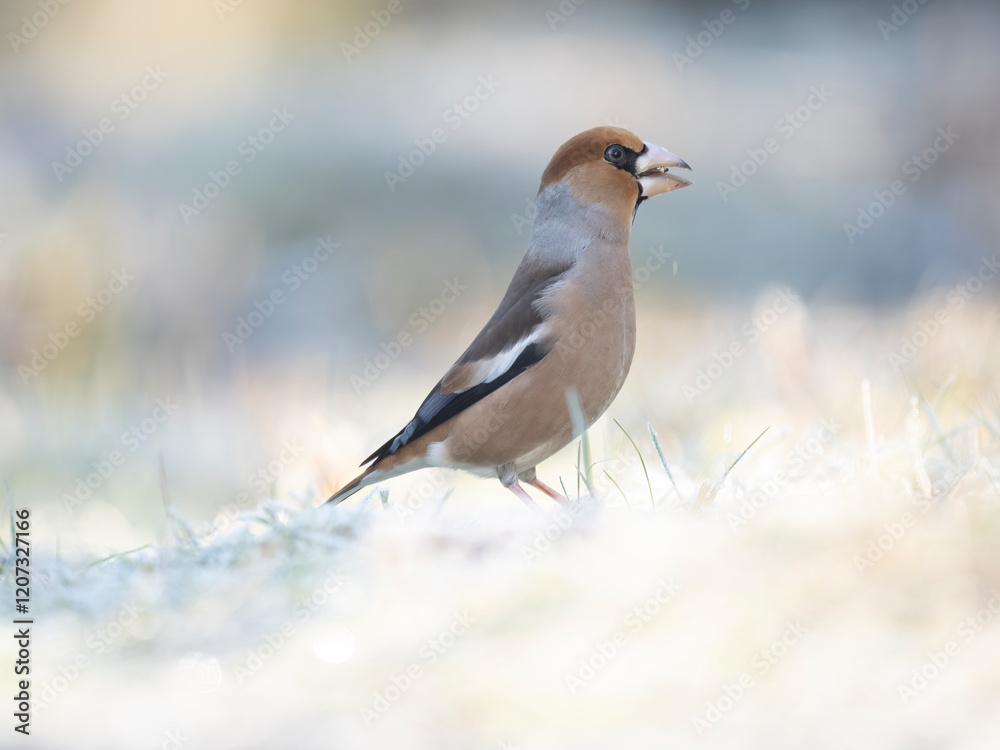 Kernbeißer (Coccothraustes coccothraustes) Kernbeißer (Coccothraustes coccothraustes)