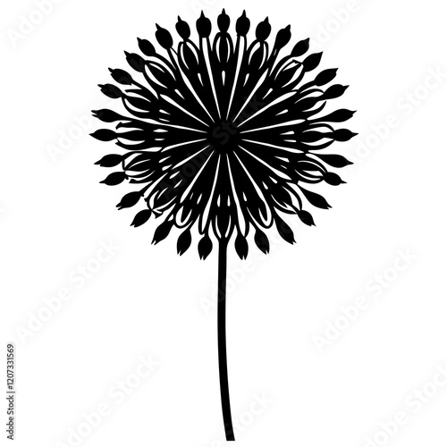black and white allium  flower