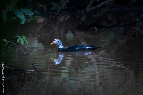 white-winged duck or white-winged wood duck or Asarcornis scutulata, state bird of Assam, at Dehing Patkai, Assam India