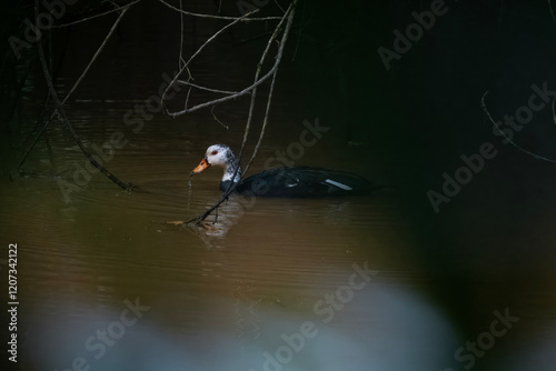 white-winged duck or white-winged wood duck or Asarcornis scutulata, state bird of Assam, at Dehing Patkai, Assam India