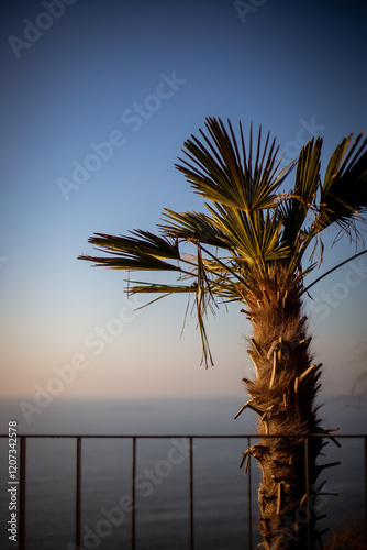 palm tree sunset