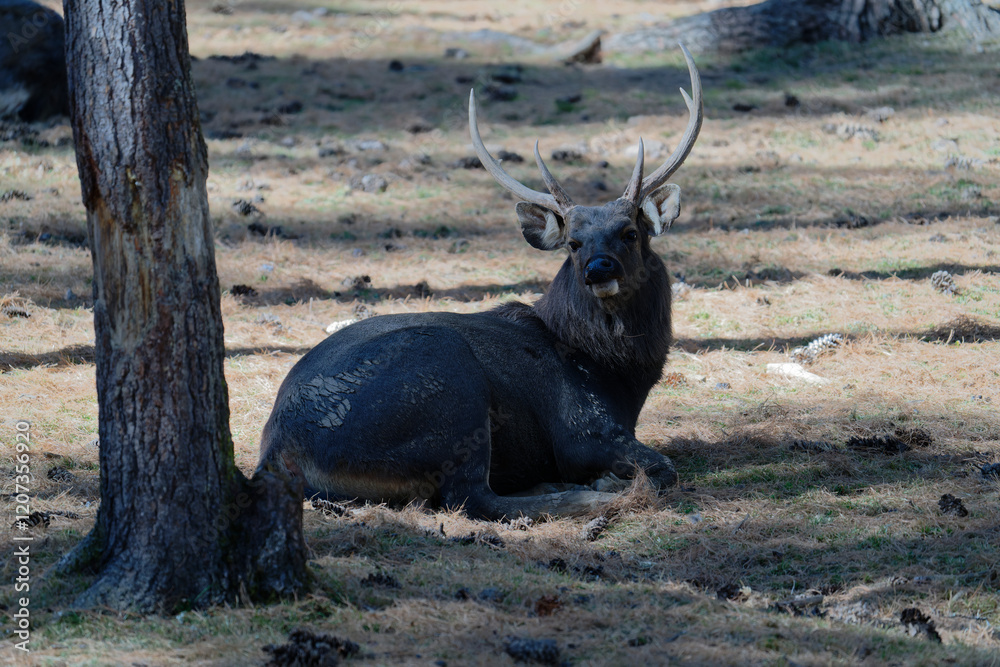 deer seat in the forest