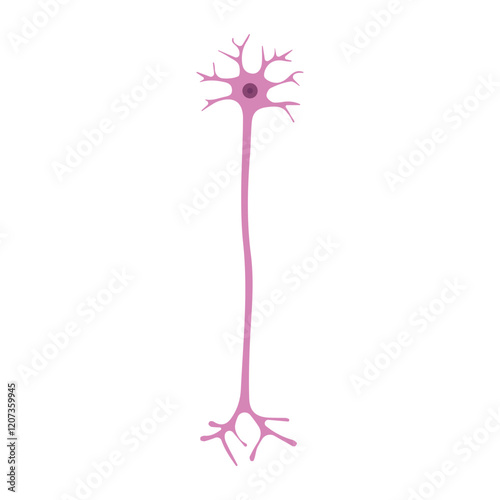 Multipolar neuron colored icon