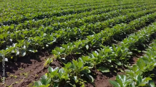 rows of plants