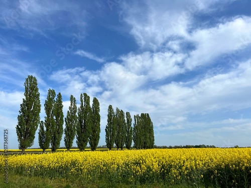 Valokuva Rapeseed canola field, row of poplar trees and sky.