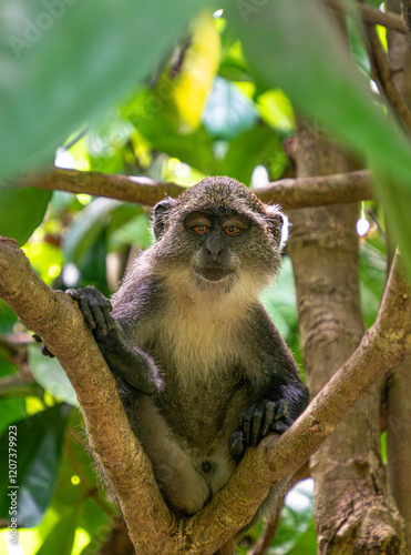 Sykes monkey in Jozani forest, Zanzibar photo