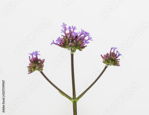 isolated verbena bonariensis on neutral background