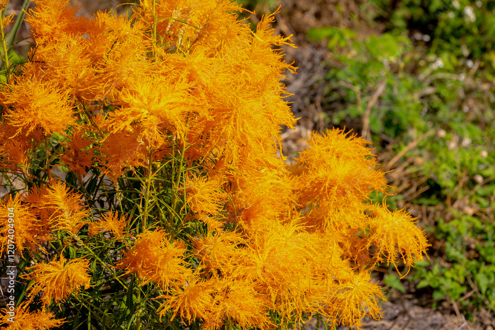Selective focus of golden yellow plumes flowers in the garden, Celosia is a small genus of edible and ornamental plants in the amaranth family, Amaranthaceae, Natural floral pattern background. Selective focus of golden yellow plumes flowers in the garden, Celosia is a small genus of edible and ornamental plants in the amaranth family, Amaranthaceae, Natural floral pattern background.