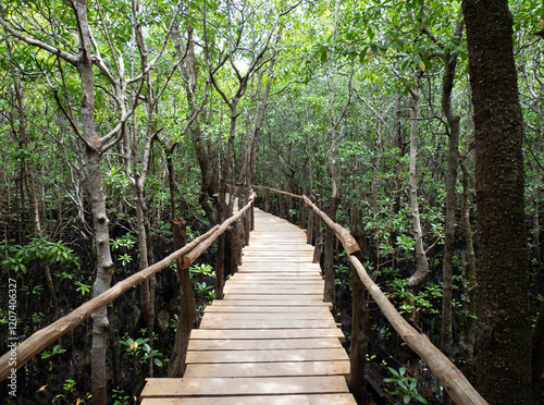 Wooden walkway through the Jozani mangrove woods photo