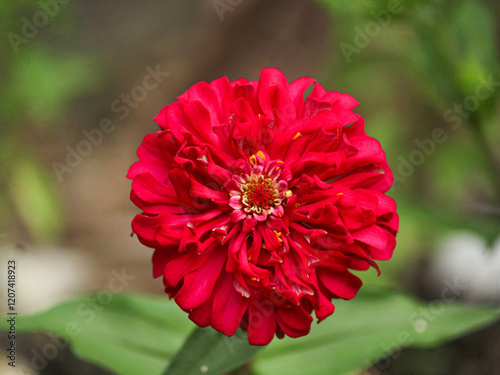 Red Blooming Flower photo