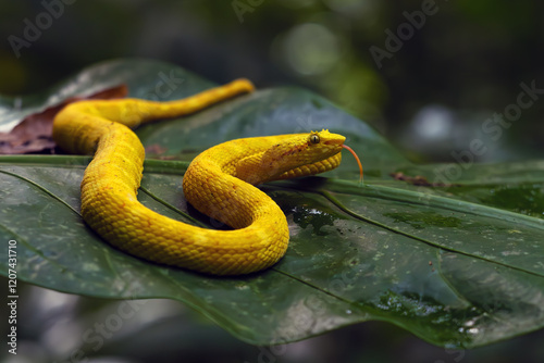 Bothriechis schlegelii, known commonly as the highland eyelash-pitviper or Schlegel's eyelash-pitviper lying on a leaf in the middle of the rainforest with its tongue sticking out.
