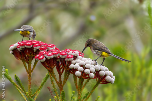 Cape sugarbird (Promerops cafer) feeding on nectar on a Red kolkol or rooistompie (Berzelia stokoei or Brunia stokoei) Betty's (Bettys) Bay. Whale Coast. Overberg. Western Cape. South Africa. photo