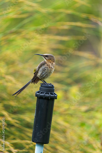 Cape sugarbird (Promerops cafer) perched on an irrigation pipe. Betty's (Bettys) Bay. Whale Coast. Overberg. Western Cape. South Africa. photo