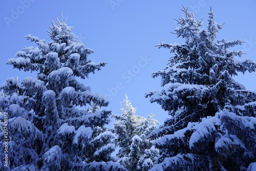 Trees in winterlandscape in Switzerland photo