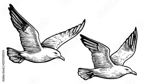 seagull fly engraving black and white outline