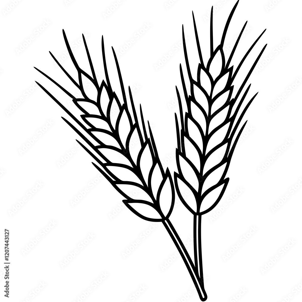 Minimalist Barley Grain Illustration Minimalist Barley Grain Illustration