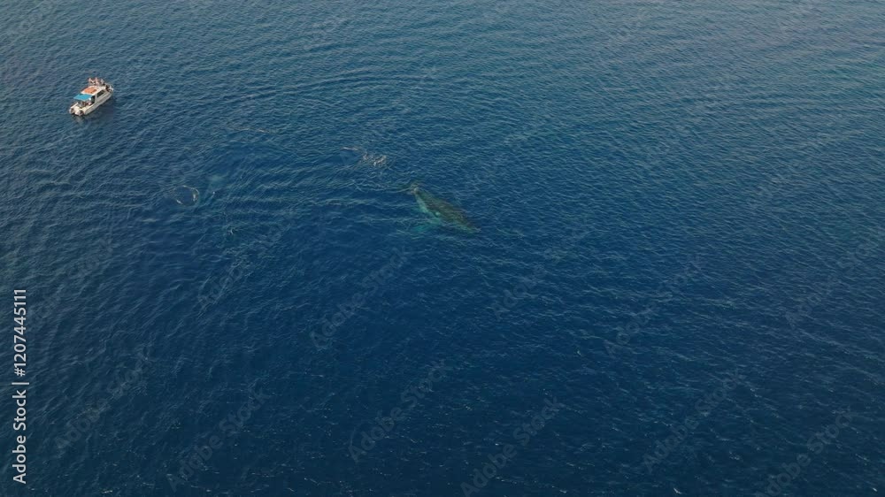 Drone orbits above of whales breaching and playing near the coast of Tonga, with clear blue waters by tour boat Drone orbits above of whales breaching and playing near the coast of Tonga, with clear blue waters by tour boat