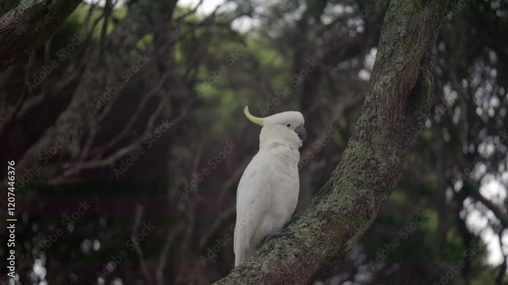 SLOW MOTION Australian Sulphur Crested Cockatoo Perched On Tree Branch SLOW MOTION Australian Sulphur Crested Cockatoo Perched On Tree Branch