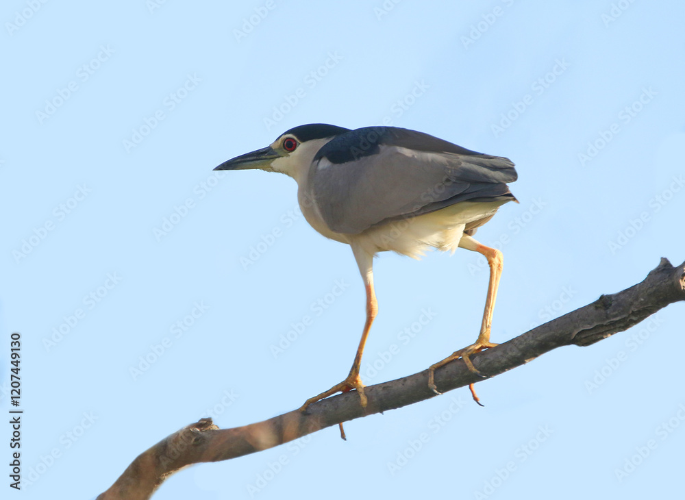 wild birds in nature
