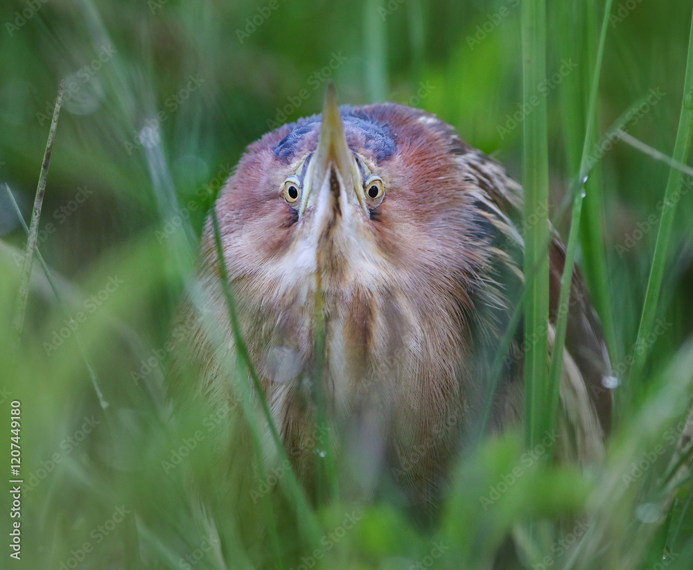 wild birds in nature