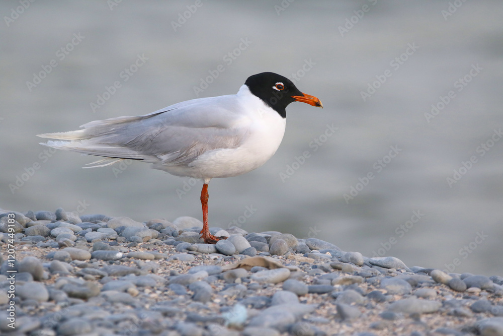 wild birds in nature wild birds in nature