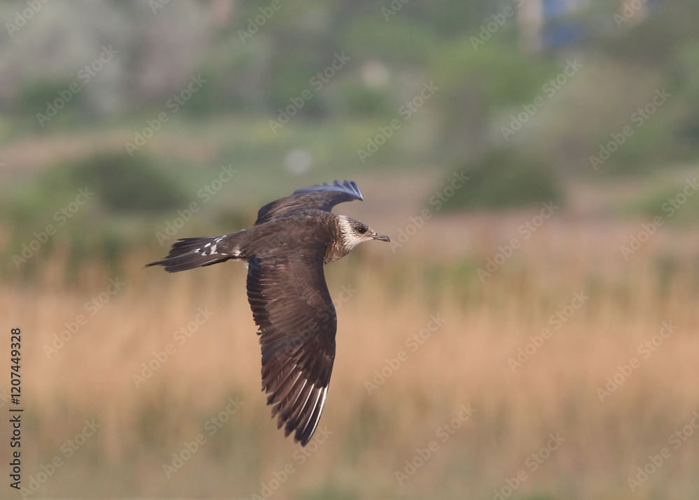 wild birds in nature